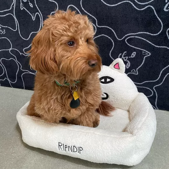 Ripndip Pet Supplies | Lord Nermal Small Pet Bed White